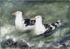 Estuary Gulls